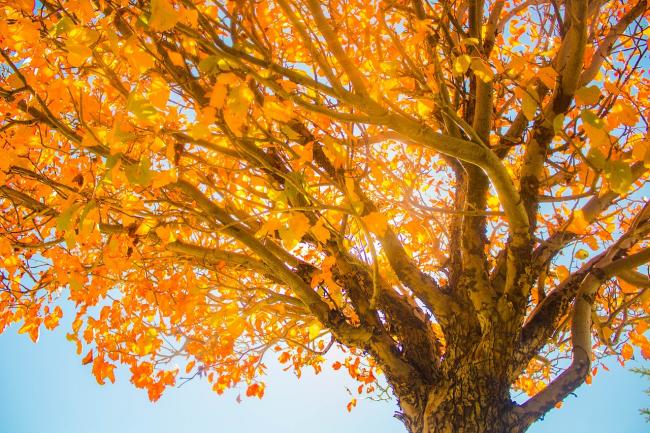 arbre feuilles jaunes automne